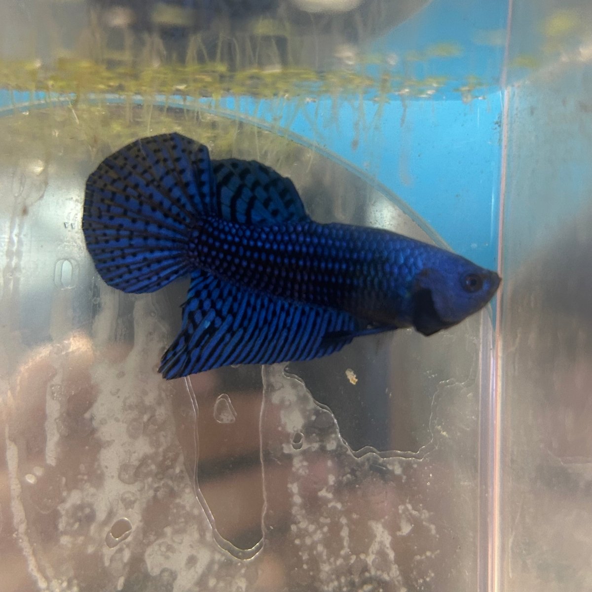 Wild Alien Blue Plakat - Male Betta A81