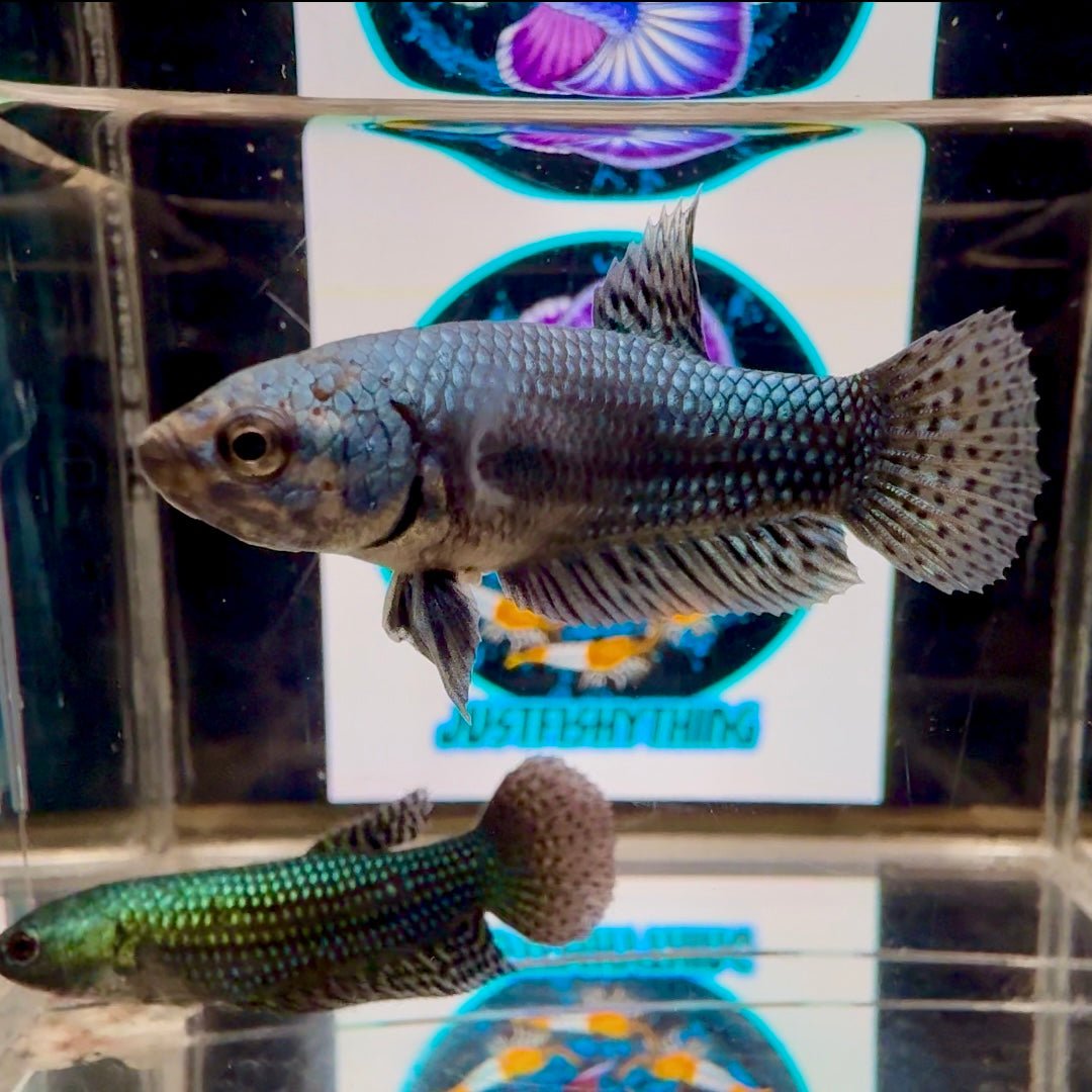 Wild Alien Gray A18 Plakat - Female Betta
