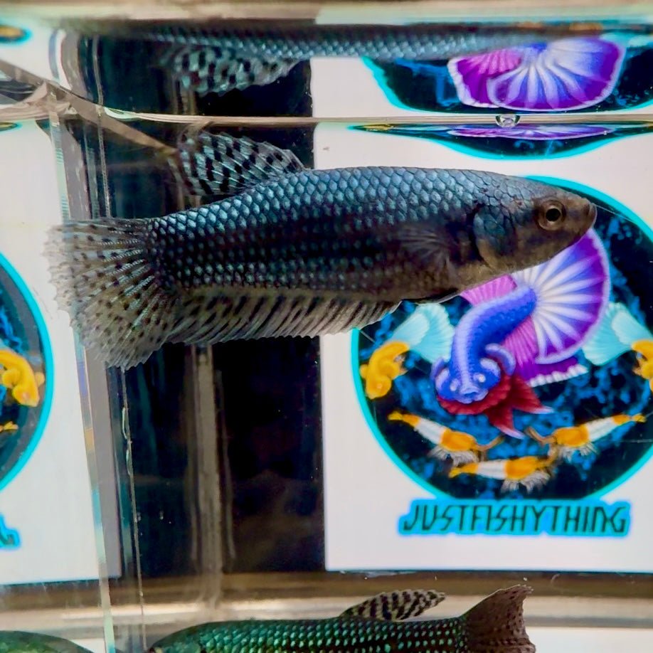 Wild Alien Gray A18 Plakat - Female Betta
