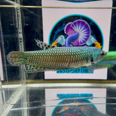 Wild Alien Gray J54 Plakat - Female Betta