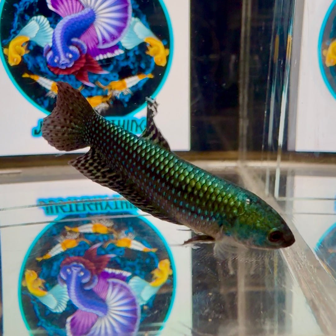 Wild Alien Green A54 Plakat - Female Betta