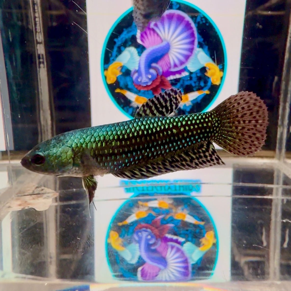 Wild Alien Green A54 Plakat - Female Betta