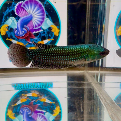 Wild Alien Green A54 Plakat - Female Betta