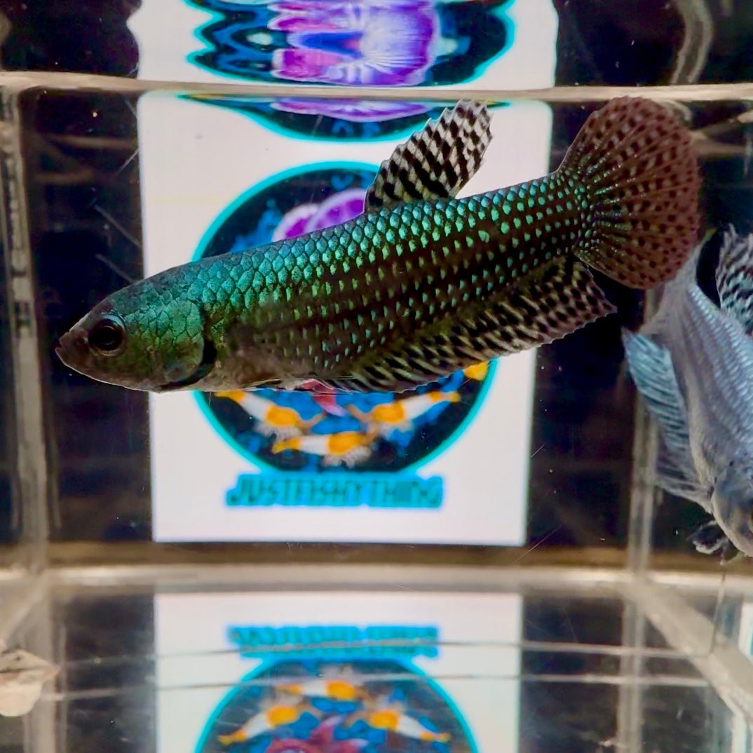 Wild Alien Green A54 Plakat - Female Betta