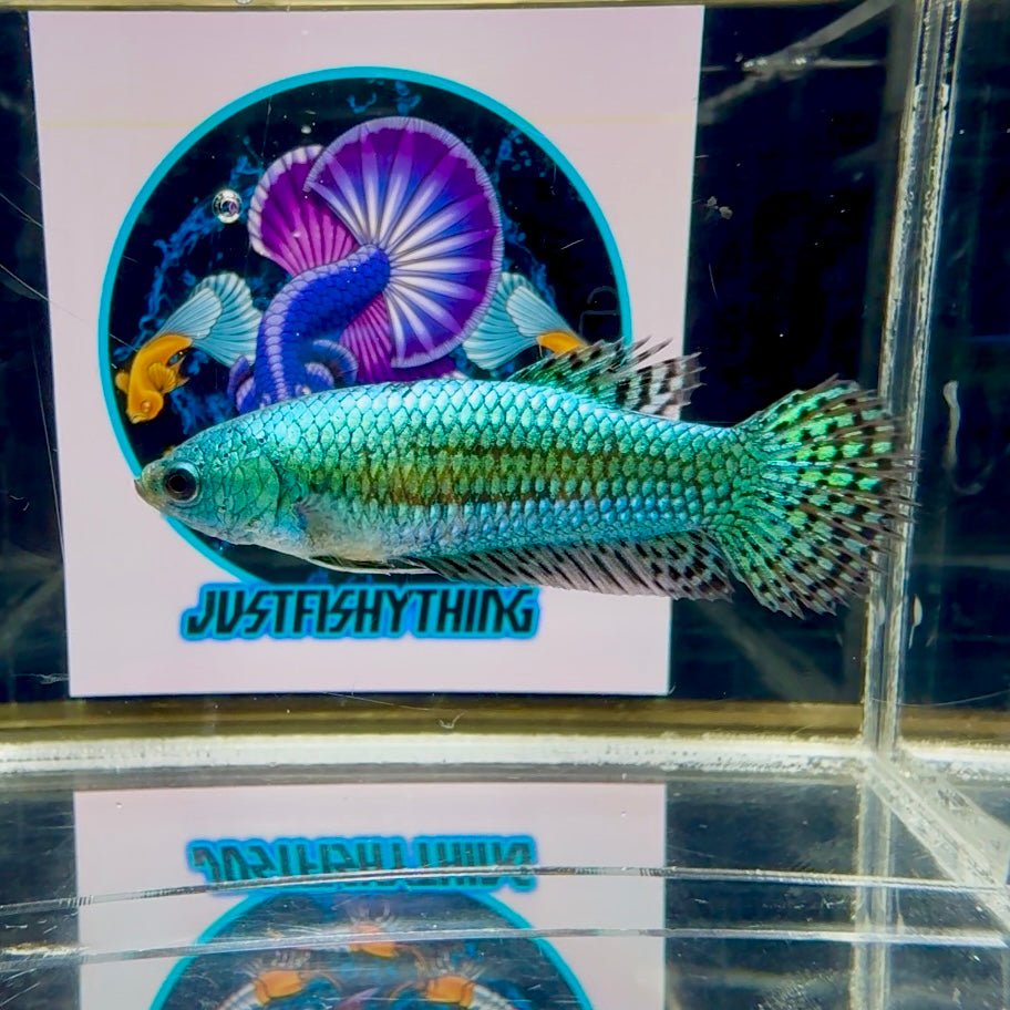 Wild Alien Rainbow J18 Plakat - Female Betta