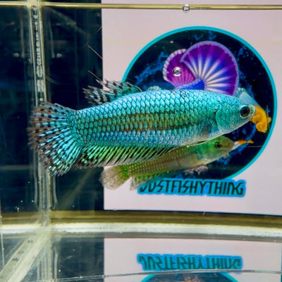Wild Alien Rainbow J18 Plakat - Female Betta