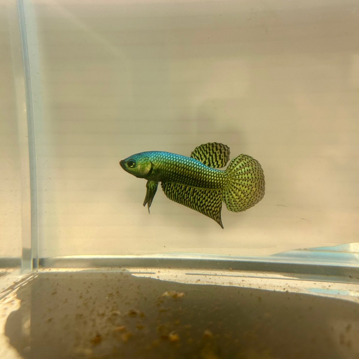 Wild Alien Rainbow J20 Plakat - Male Betta