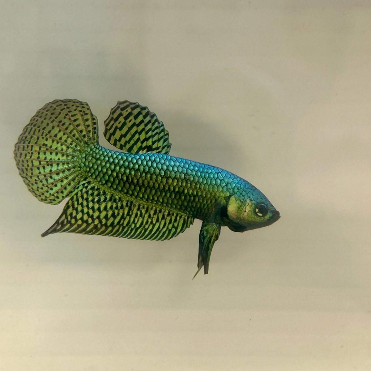 Wild Alien Rainbow J20 Plakat - Male Betta