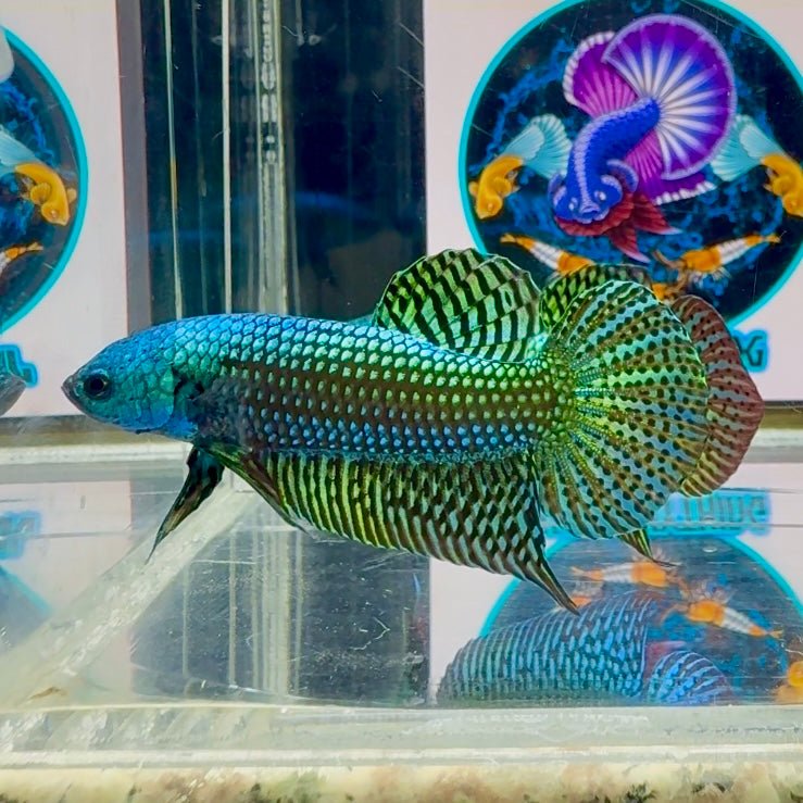 Wild Alien Rainbow J40 Plakat - Male Betta