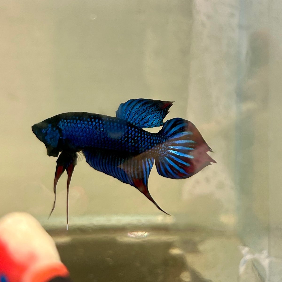 Wild Blue Imbellis Plakat - Male Betta 009