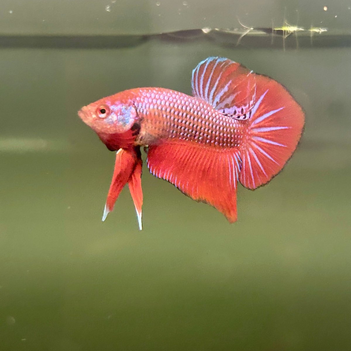 Wild Hybrid Alien Splenden - Male Betta S27