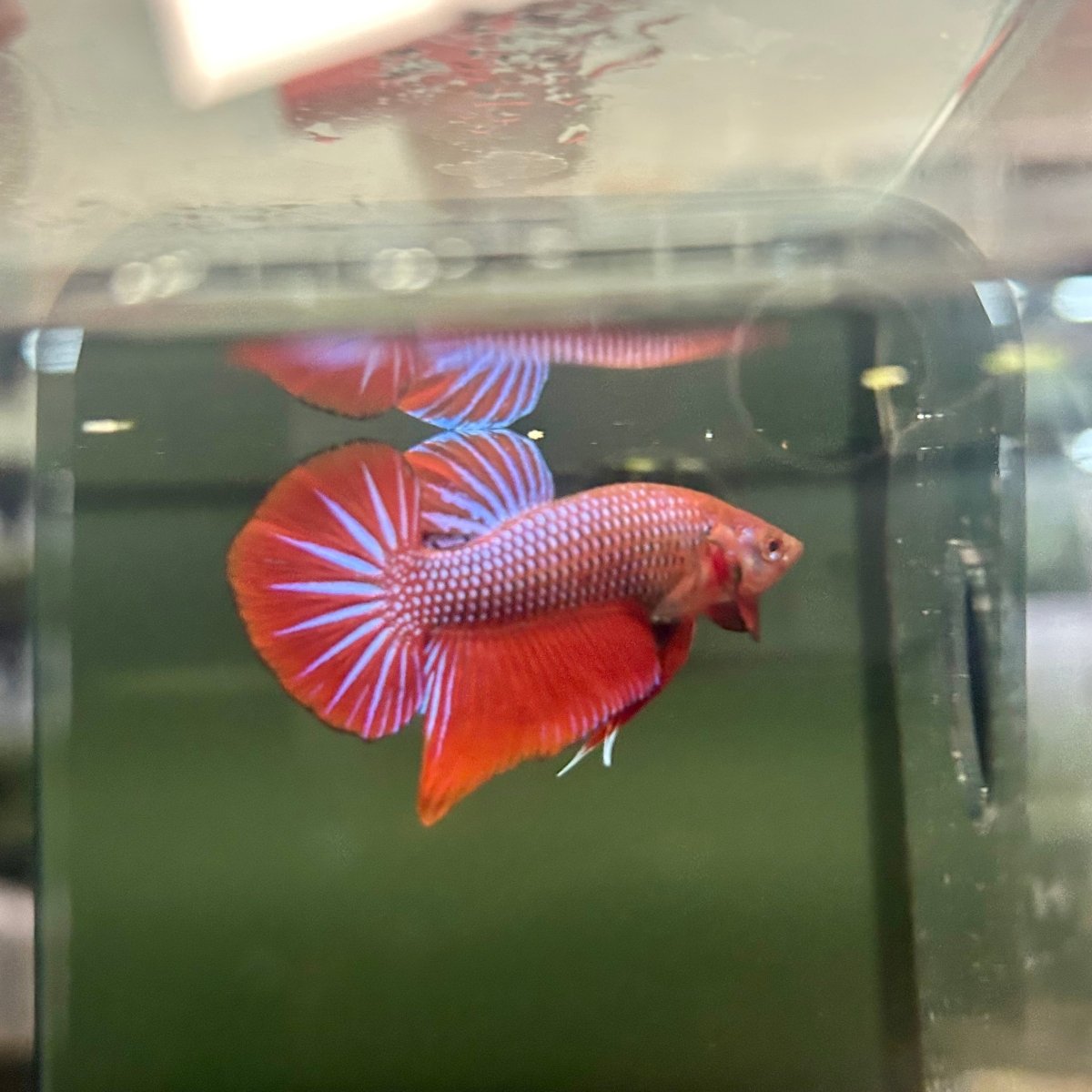 Wild Hybrid Alien Splenden - Male Betta S27