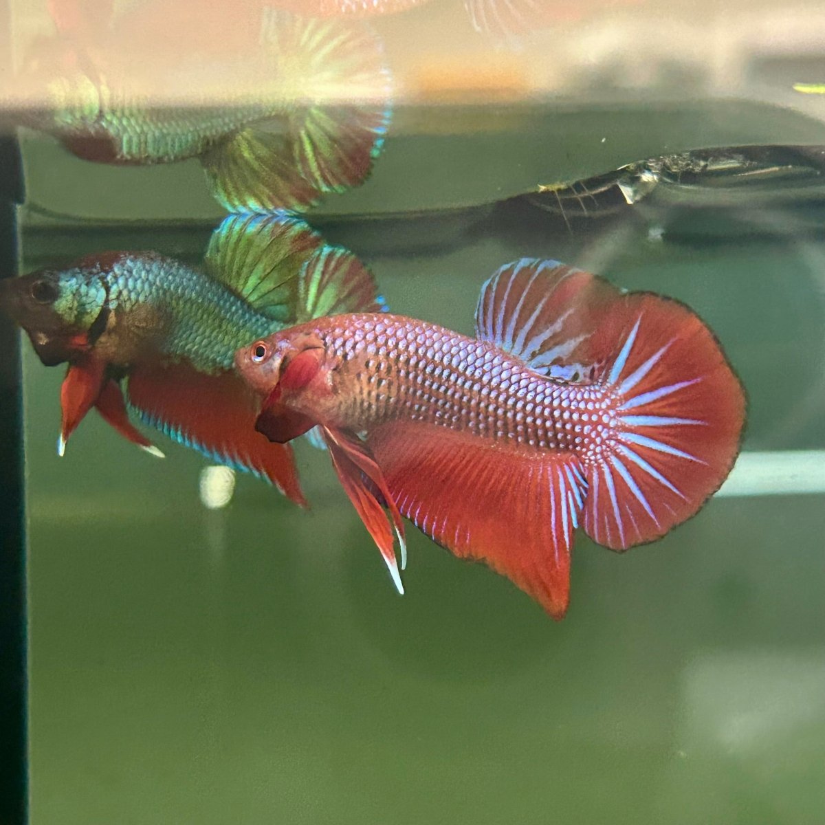 Wild Hybrid Alien Splenden - Male Betta S27