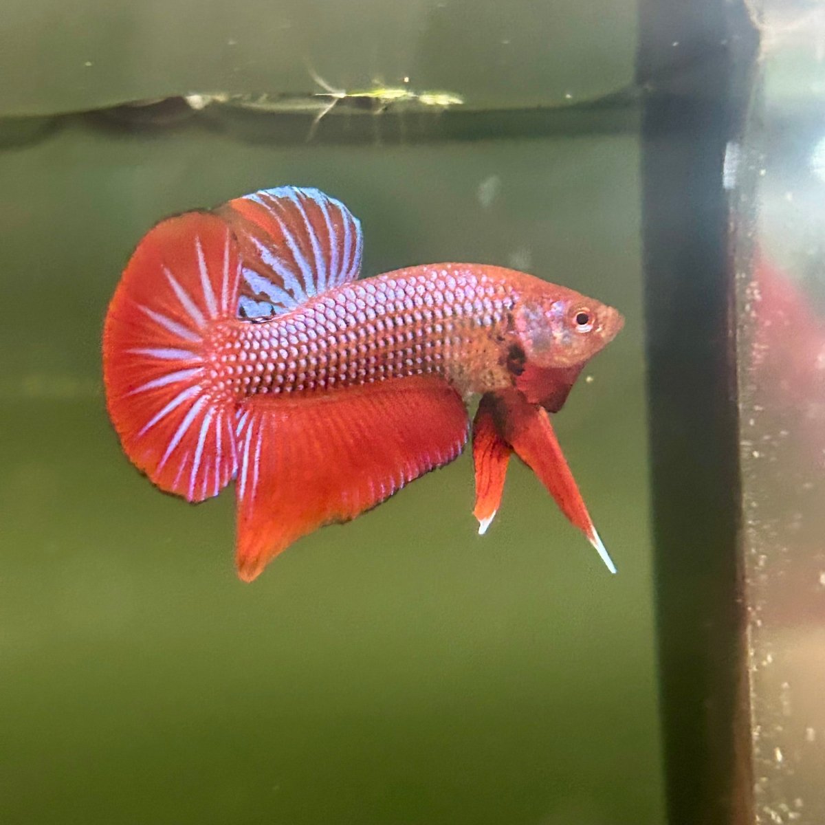 Wild Hybrid Alien Splenden - Male Betta S27