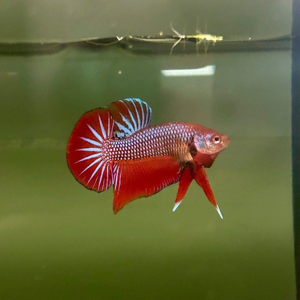 Wild Hybrid Alien Splenden - Male Betta S27