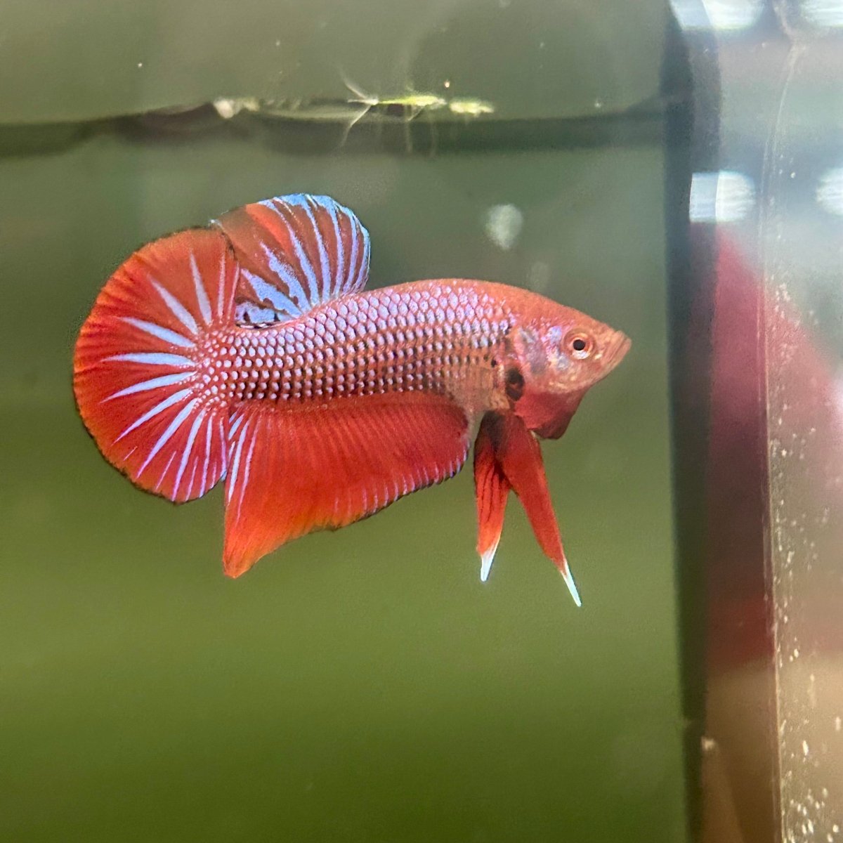 Wild Hybrid Alien Splenden - Male Betta S27