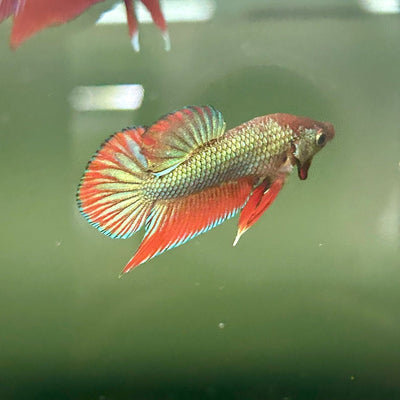 Wild Hybrid Green Splenden Male Betta S11