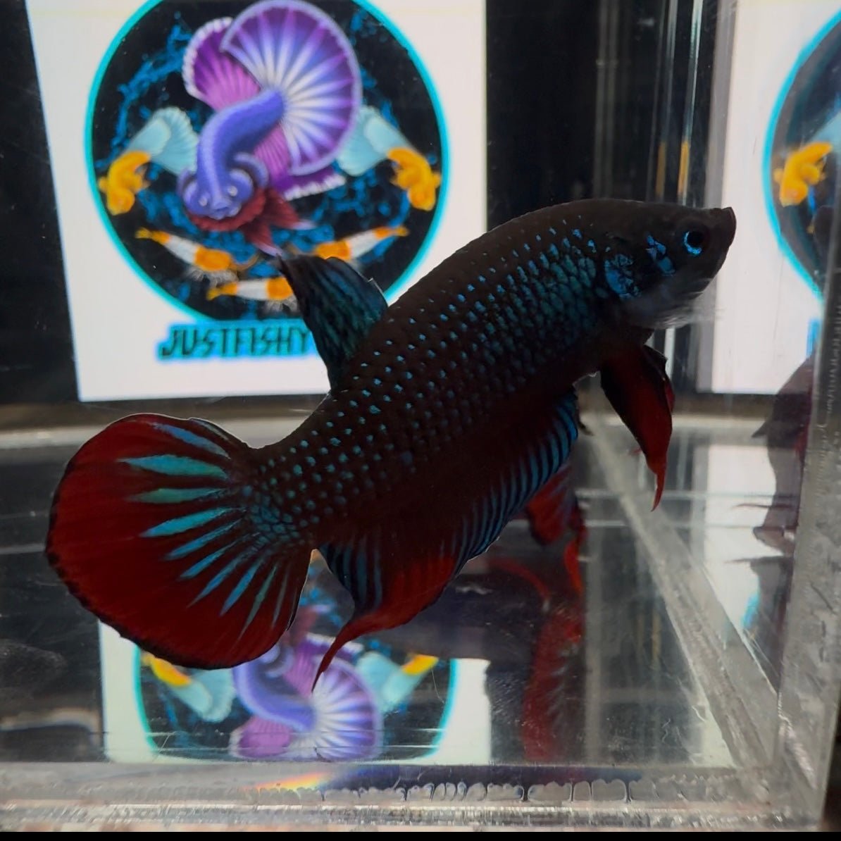Wild Imbellis A22 Plakat - Male Betta