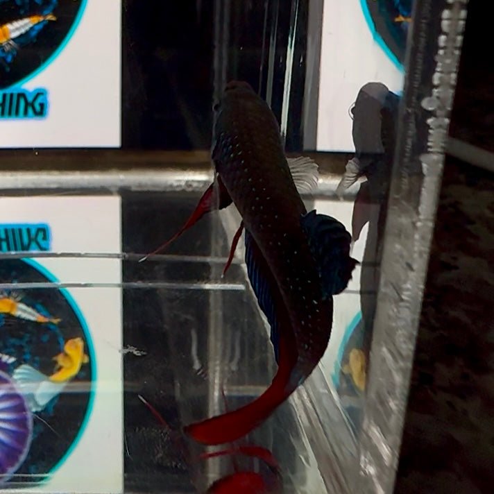 Wild Imbellis A22 Plakat - Male Betta