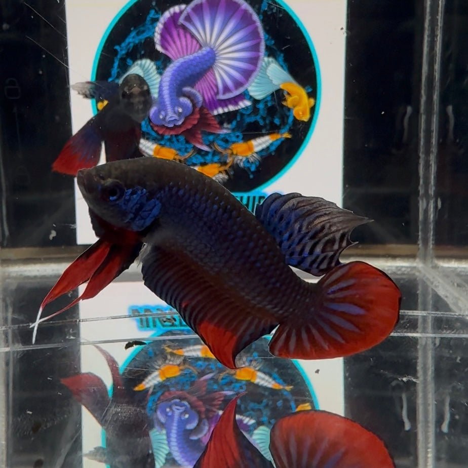 Wild Imbellis A23 Plakat - Male Betta