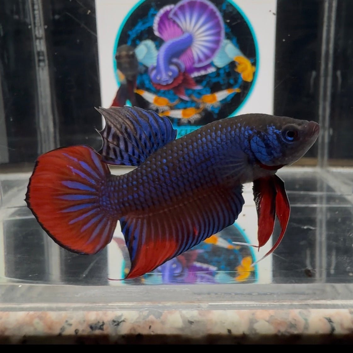 Wild Imbellis A23 Plakat - Male Betta