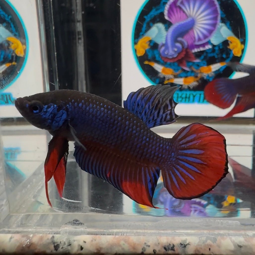 Wild Imbellis A23 Plakat - Male Betta