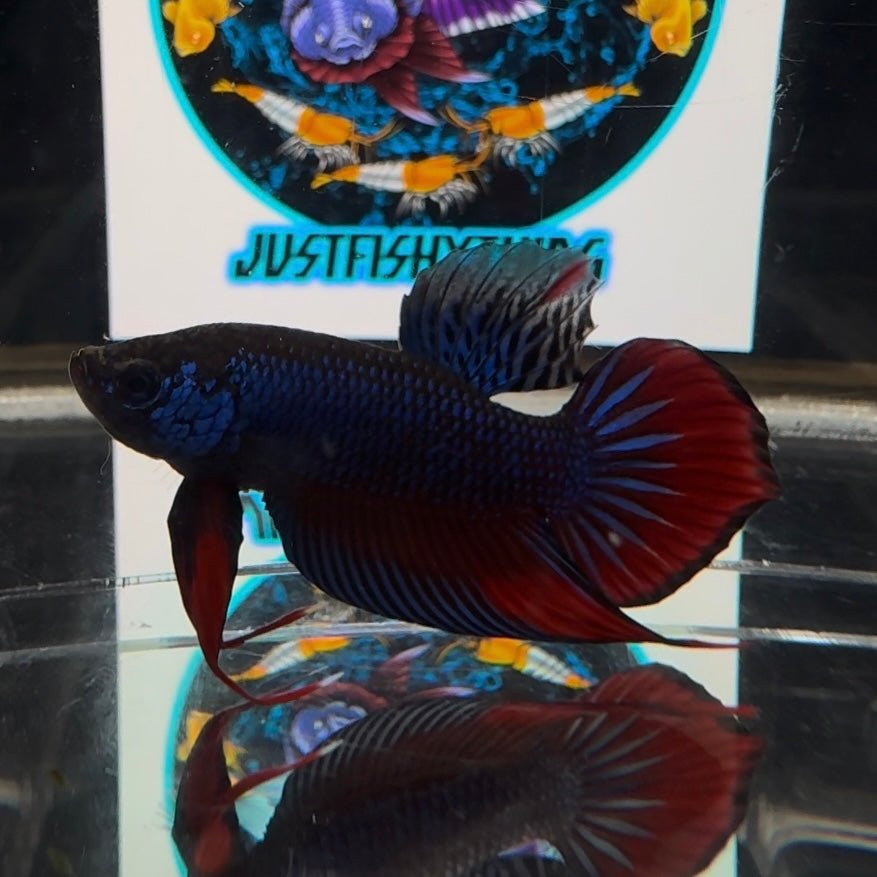 Wild Imbellis A57 Plakat - Male Betta