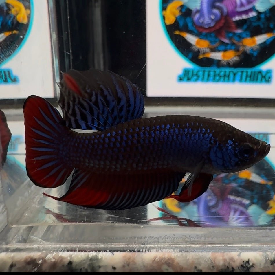 Wild Imbellis A57 Plakat - Male Betta