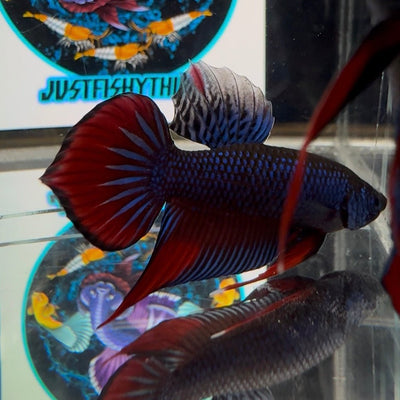 Wild Imbellis A57 Plakat - Male Betta