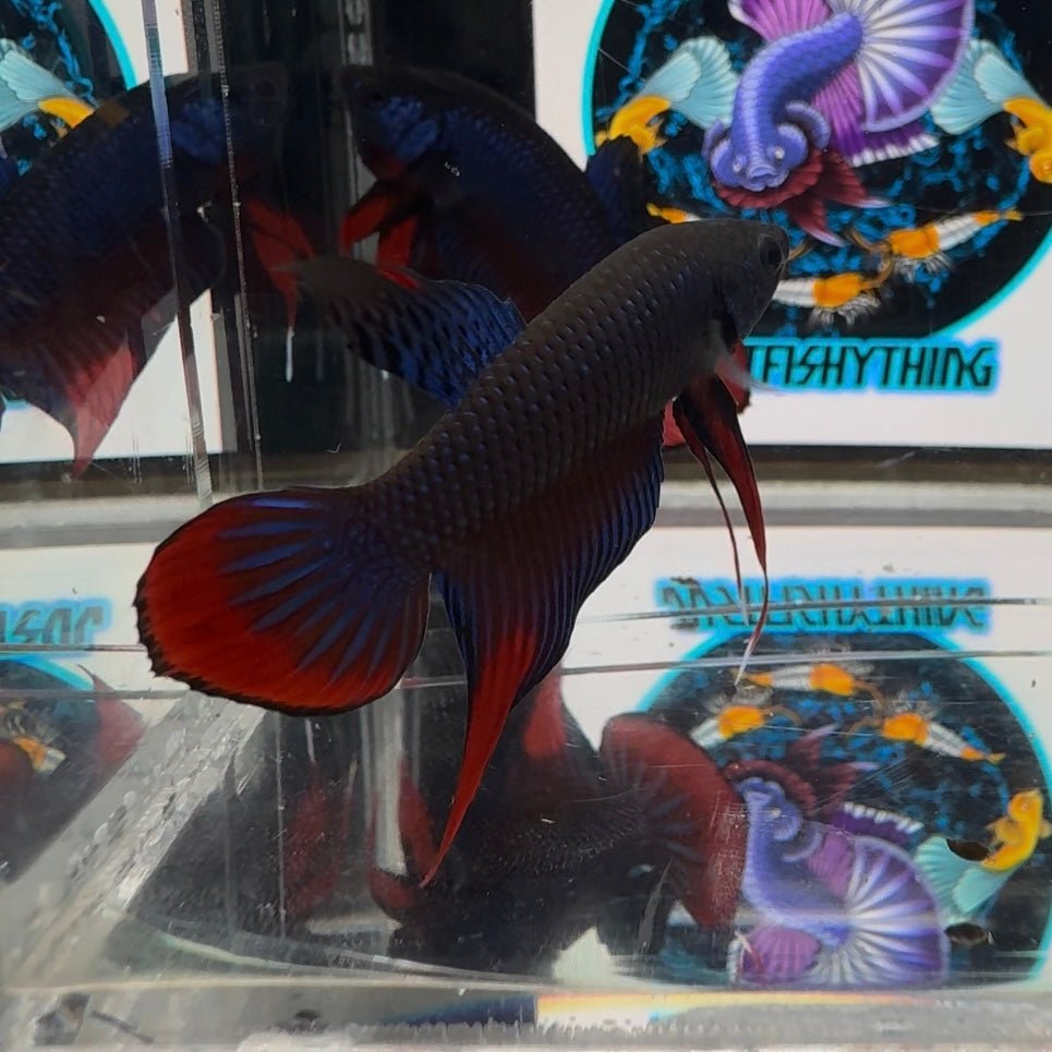 Wild Imbellis A59 Plakat - Male Betta