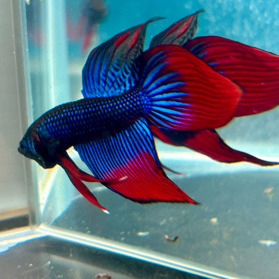 Wild Imbellis Blue Veil Tail - Male Betta 027