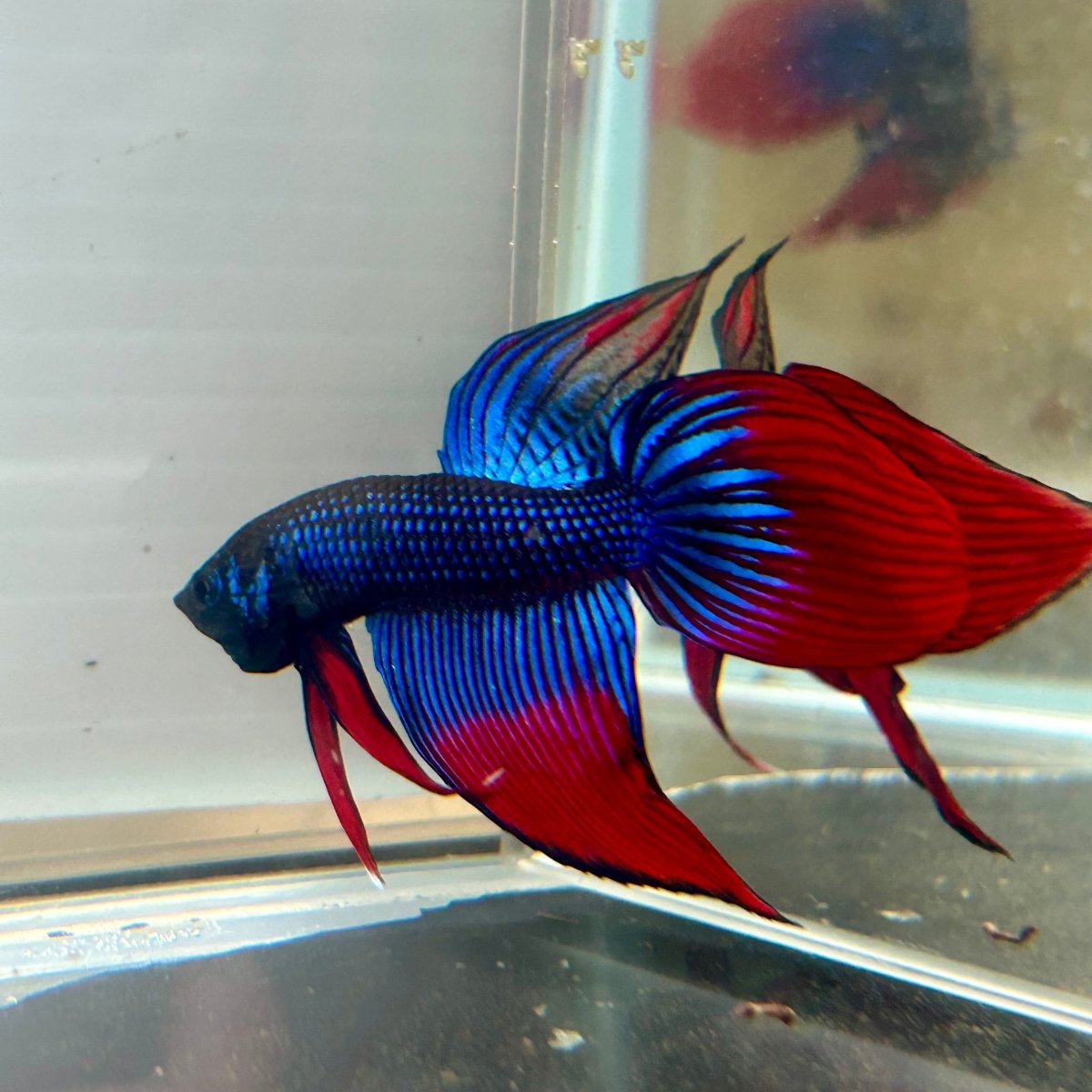 Wild Imbellis Blue Veil Tail - Male Betta 027
