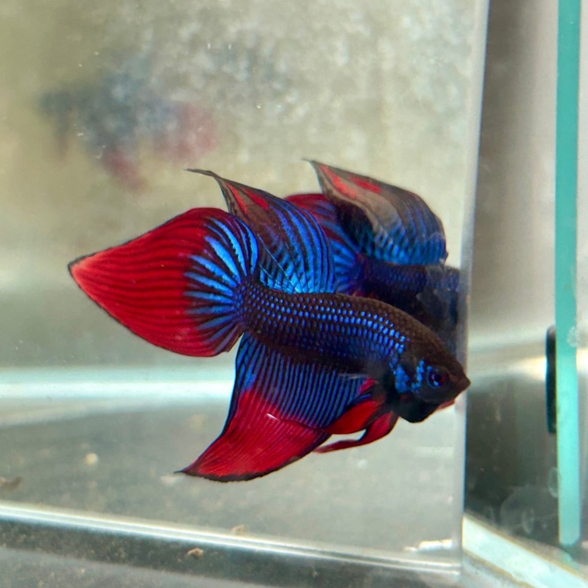 Wild Imbellis Blue Veil Tail - Male Betta 027