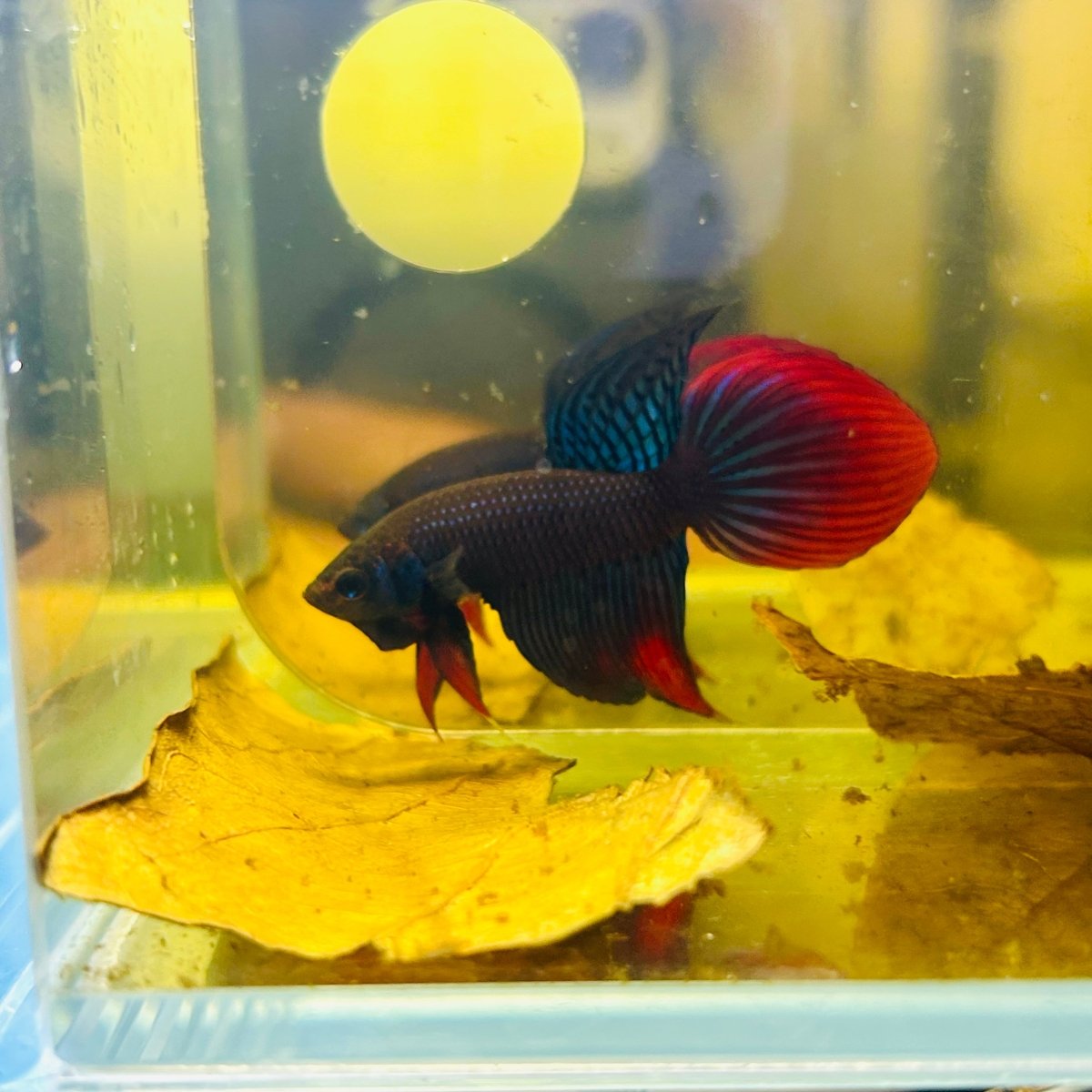 Wild Imbellis Blue Veil Tail - Male Betta
