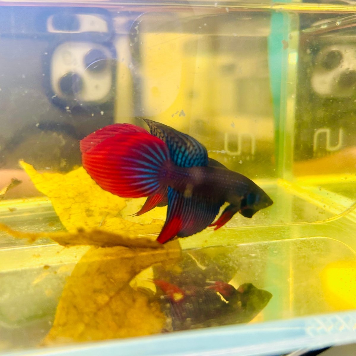 Wild Imbellis Blue Veil Tail - Male Betta