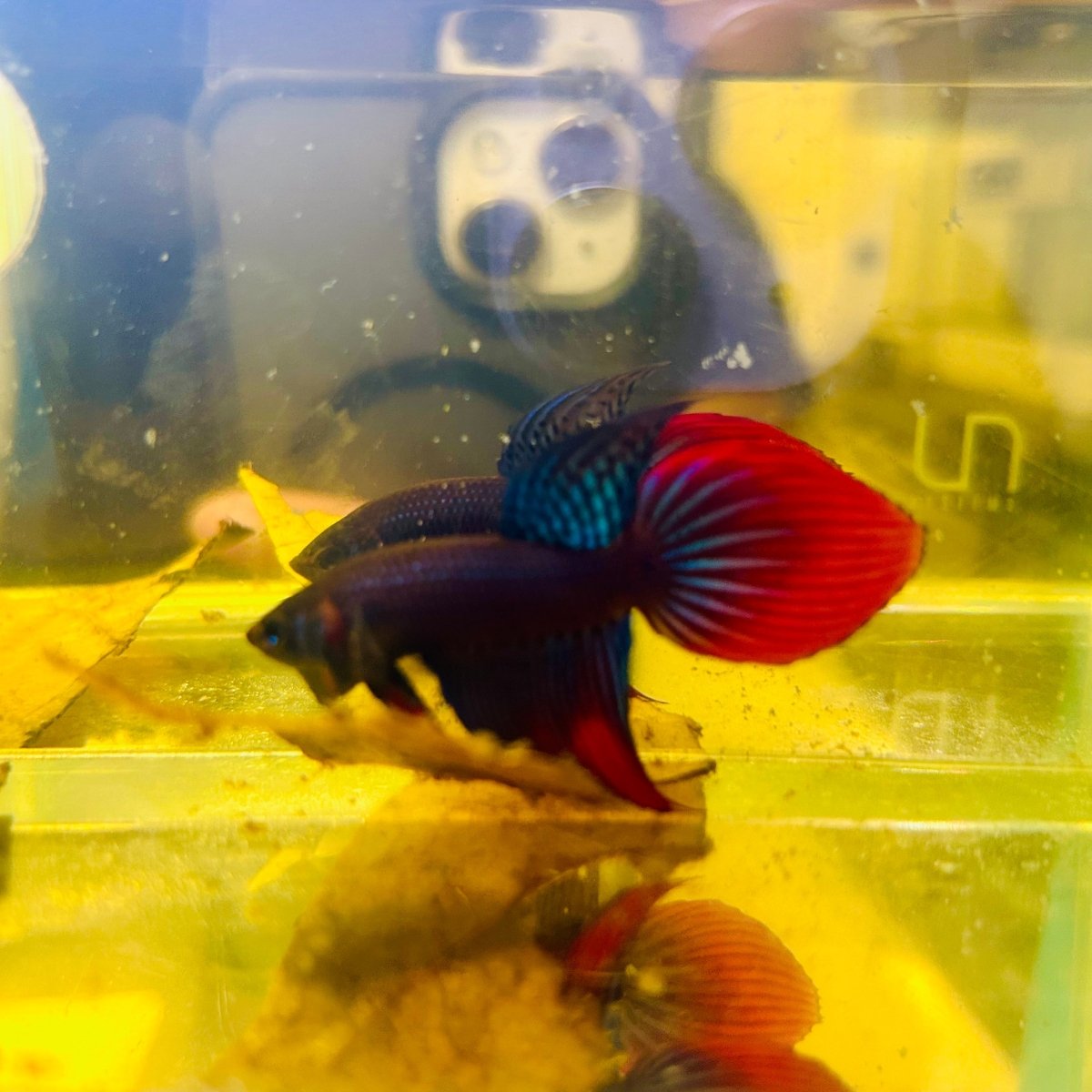 Wild Imbellis Blue Veil Tail - Male Betta