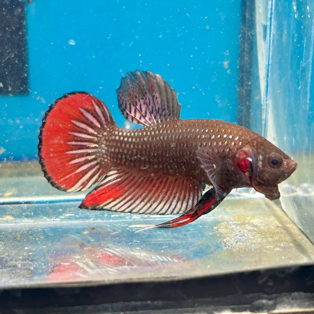Wild Imbellis Copper - Male Betta 007