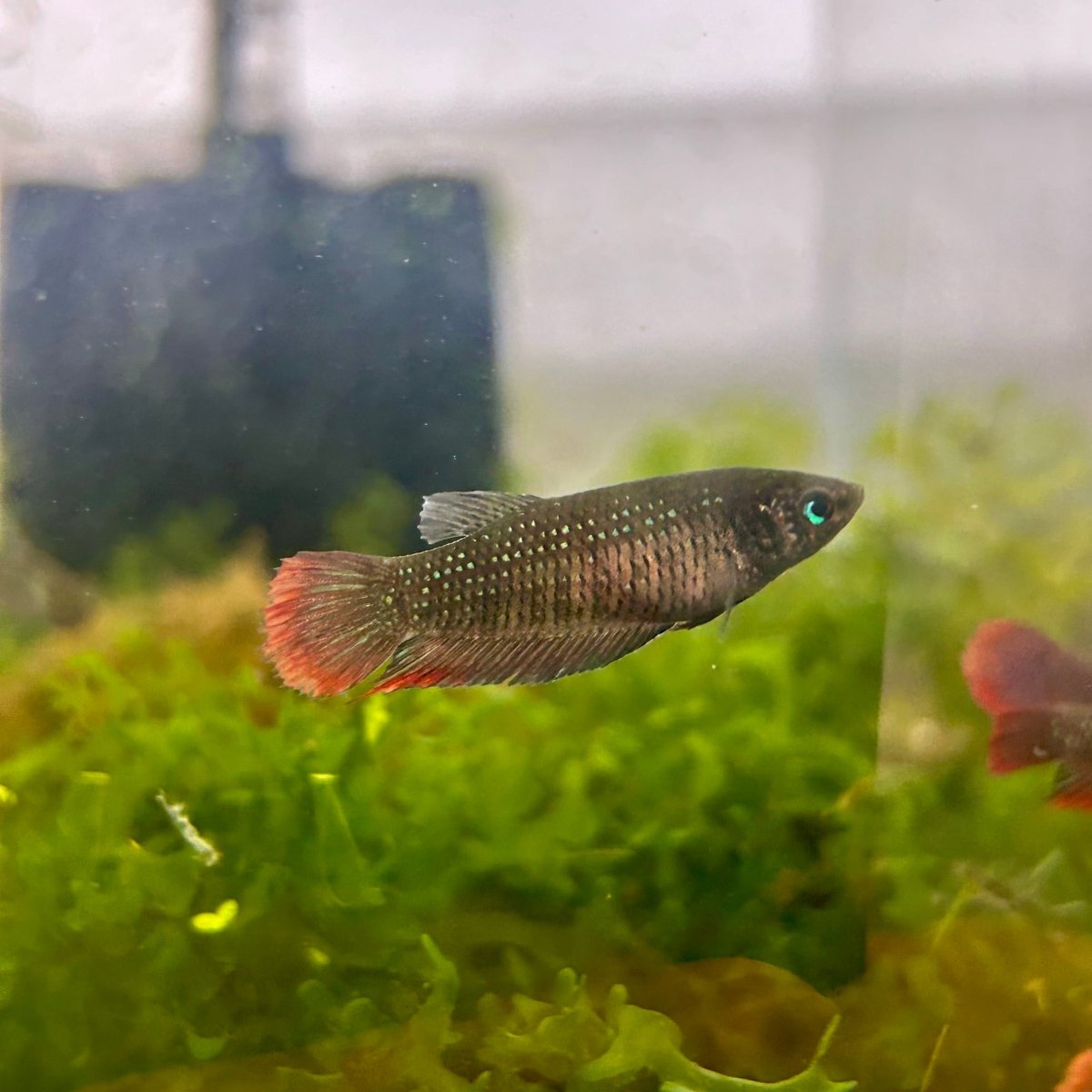 Wild Imbellis - Female Betta