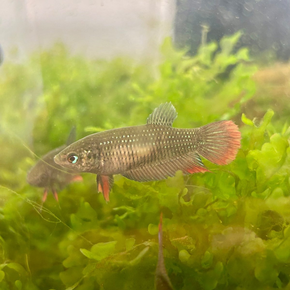Wild Imbellis - Female Betta