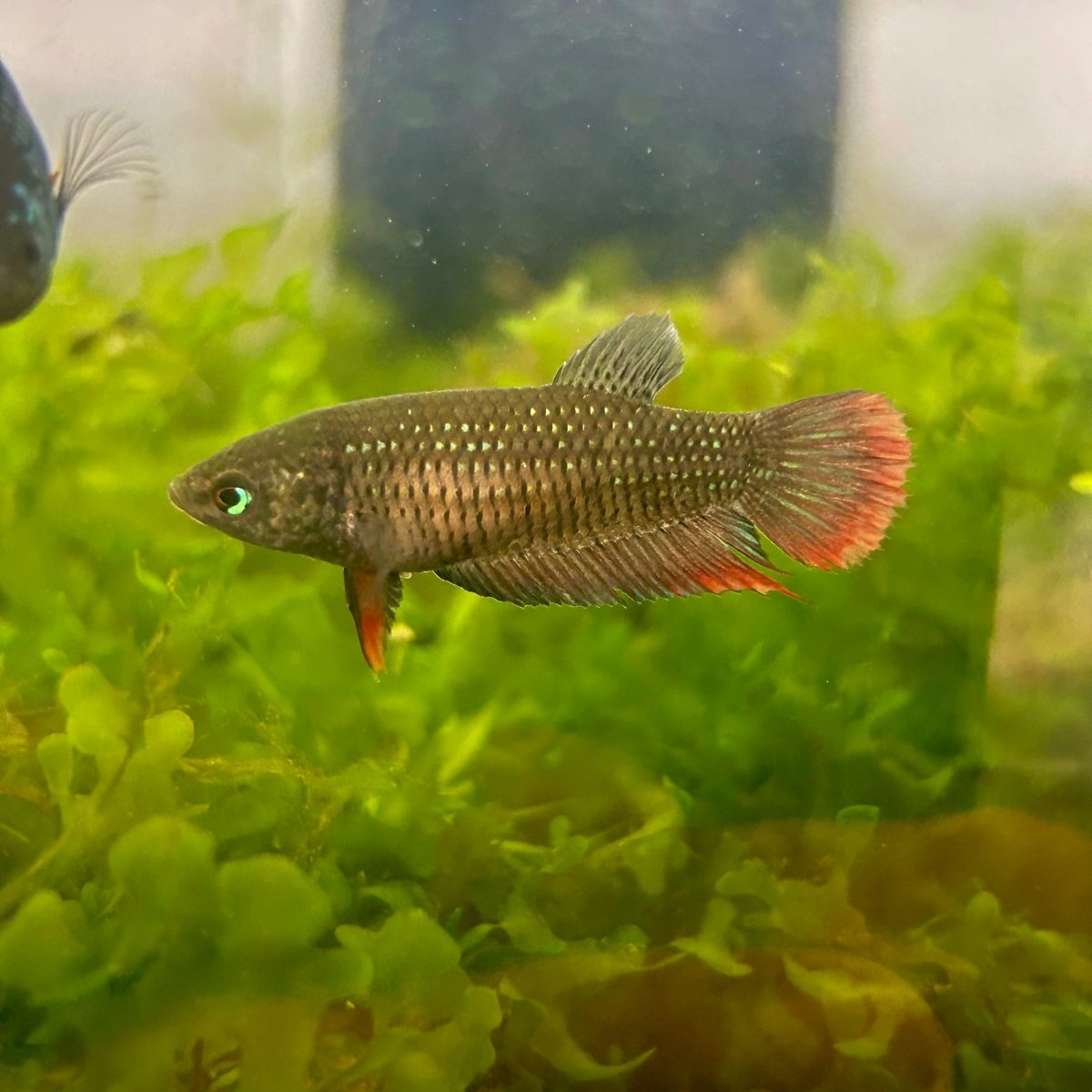 Wild Imbellis - Female Betta