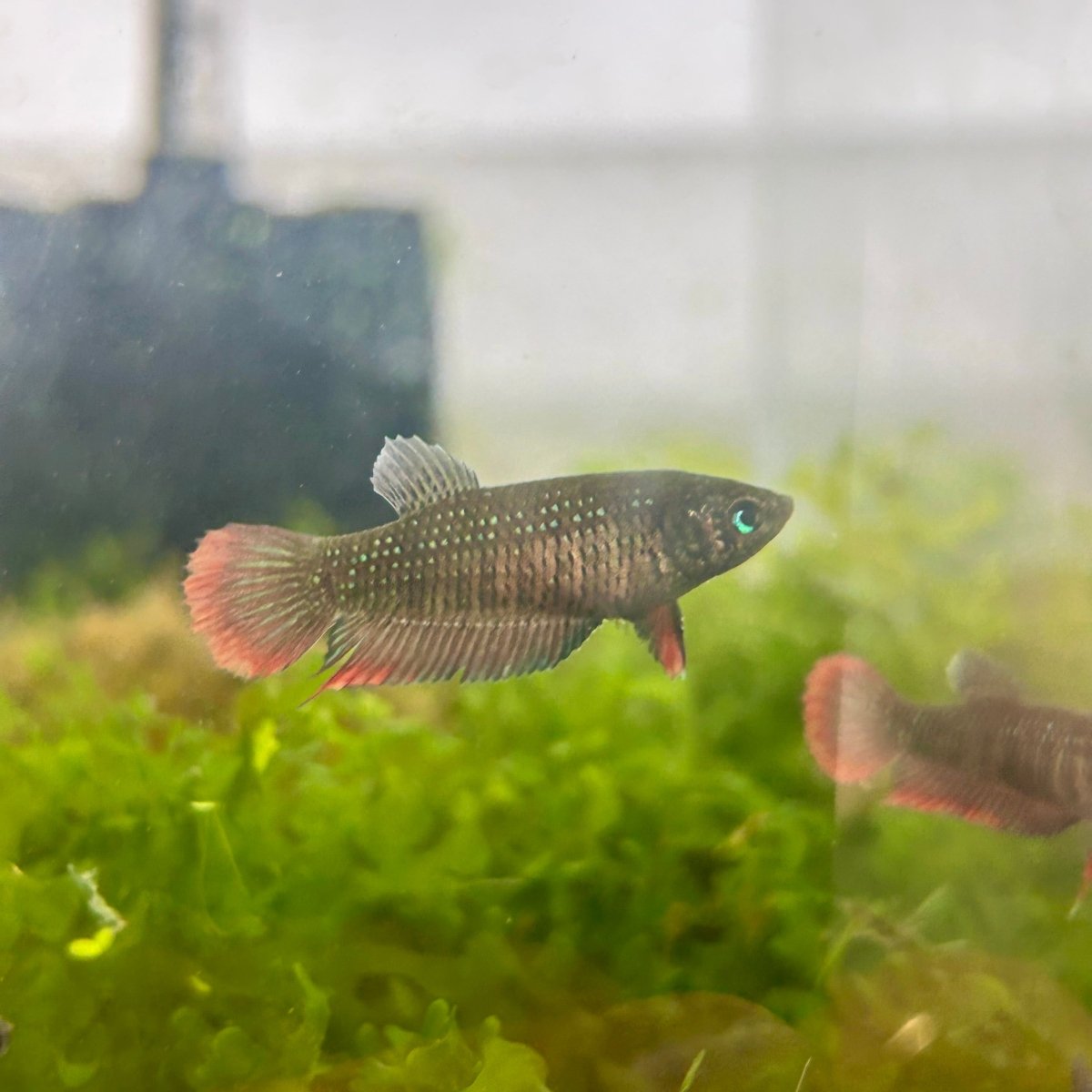 Wild Imbellis - Female Betta