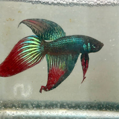 Wild Imbellis Green Veil Tail - Male Betta 091
