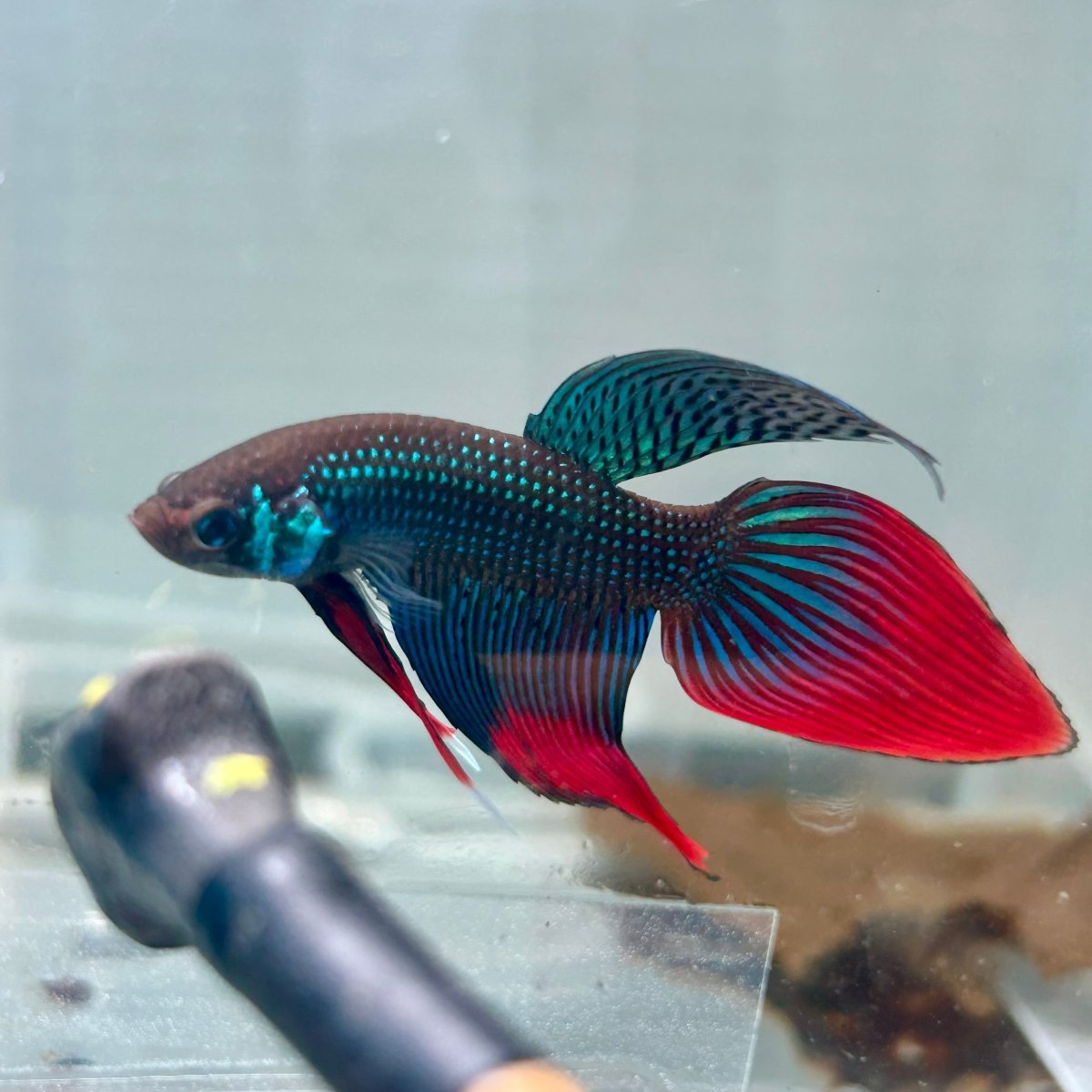 Wild Imbellis Green Veil Tail - Male Betta 100