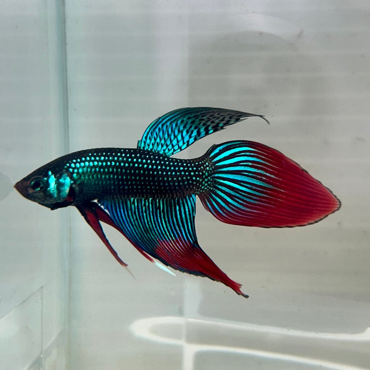 Wild Imbellis Green Veil Tail - Male Betta 100