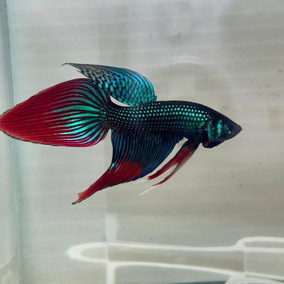 Wild Imbellis Green Veil Tail - Male Betta 100