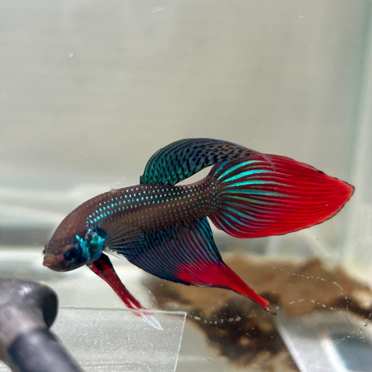 Wild Imbellis Green Veil Tail - Male Betta 100