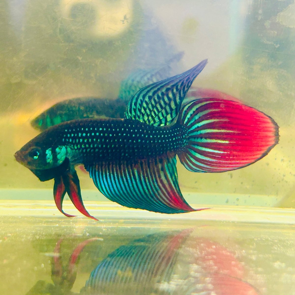 Wild Imbellis Green Veil Tail - Male Betta