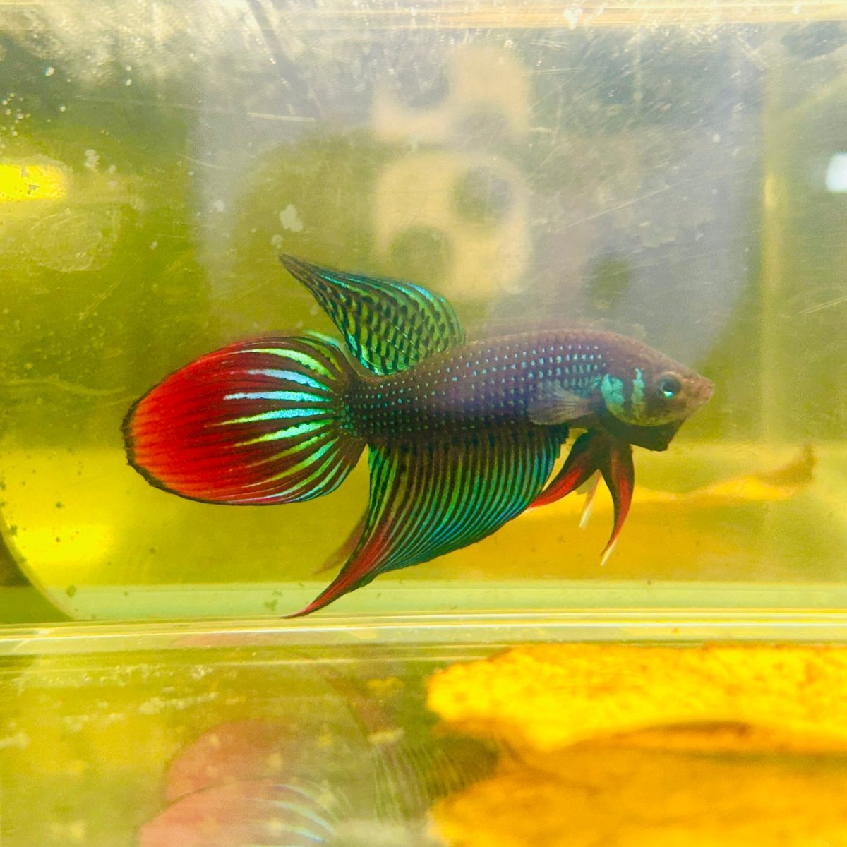 Wild Imbellis Green Veil Tail - Male Betta