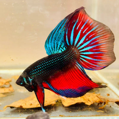 Wild Imbellis Halfmoon M13 Male betta