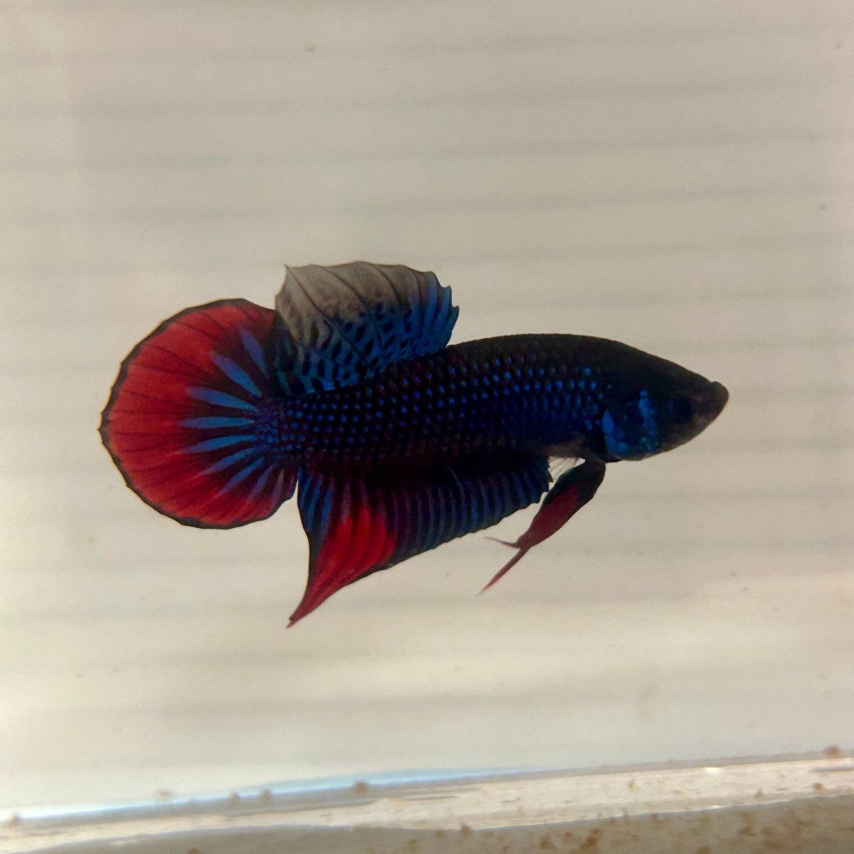 Wild Imbellis J56 Plakat - Male Betta